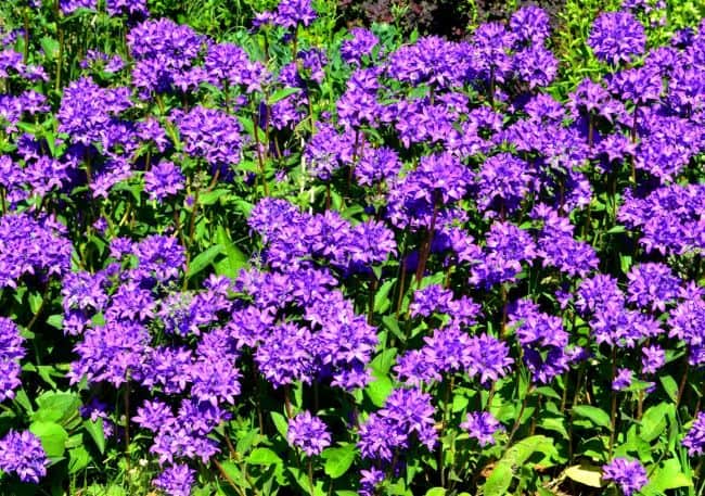 Dzwonek skupiony Dahurica- doskonały do bukietów Campanula glomerata ' Duhurica' 5