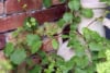 Hortensja pnąca (Hydrangea petiolaris) - PNĄCA I KWITNĄCA Hydrangea petiolaris c2 4