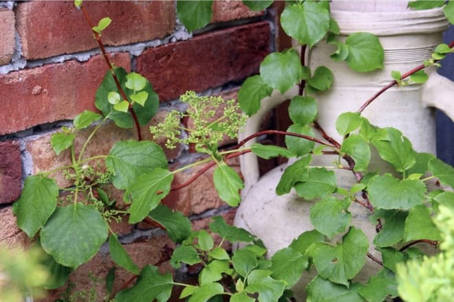 Hortensja pnąca (Hydrangea petiolaris) - PNĄCA I KWITNĄCA Hydrangea petiolaris c2 4