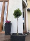 Thuja Smaragd na pniu Thuja Smaragd na pniu 1