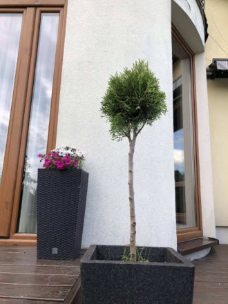 Thuja Smaragd na pniu Thuja Smaragd na pniu 1