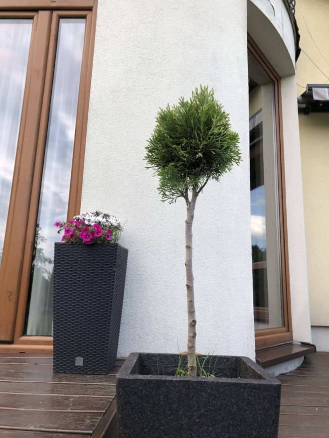 Thuja Smaragd na pniu Thuja Smaragd na pniu 1