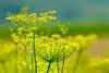 Fenkuł włoski - Koper słodki do ogrodu Foeniculum vulgare 3