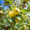 Jabłoń ANTONÓWKA - stara i wczesna odmiana! Malus ANTONÓWKA 2
