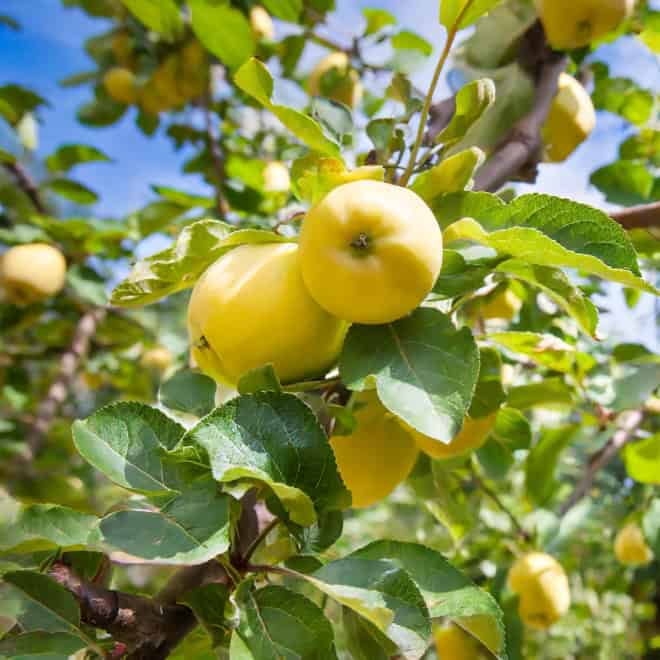 Jabłoń ANTONÓWKA - stara i wczesna odmiana! Malus ANTONÓWKA 2