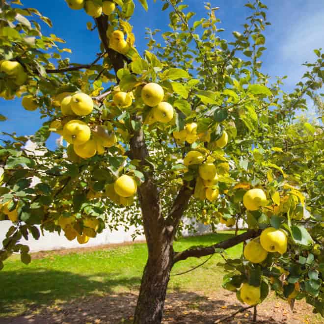 Jabłoń ANTONÓWKA - stara i wczesna odmiana! Malus ANTONÓWKA 3