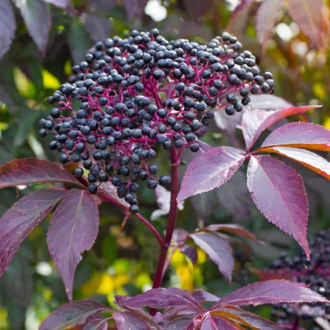 Bez Czarny 'Black Lace'- purpurowe pędy Sambucus nigra 'Black Lace' 1
