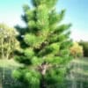Sosna czarna "Pyramidalis" - Stożkowa i niespotykana Pinus nigra 'Pyramidalis' 2