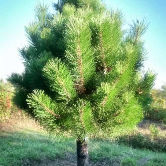 Sosna czarna "Pyramidalis" - Stożkowa i niespotykana Pinus nigra 'Pyramidalis' 1