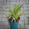 Turzyca VANILLA ICE - piękna i kompaktowa DWUKOLOROWA Carex japonica 'Vanille ice' 2