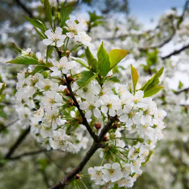 Wiśnia SABINA - POLSKA ODMIANA Prunus cerasus SABINA 2