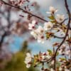 Wiśnia KELLERIS - Samopylna Prunus cerasus KELLERIS 6