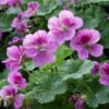 Bodziszek kantabryjski Bevan's Variety - PACHNĄCE LIŚCIE, CUDOWNE KWIATY Geranium x cantabrigiense 'Bavan's Variety' 3