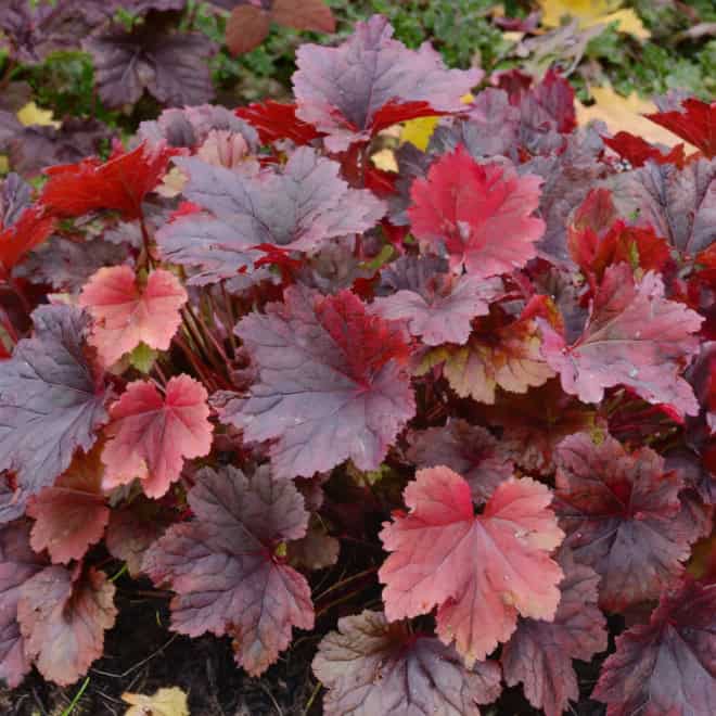 Żurawka Autumn Leaves - Czerwona Heuchera 'Autumn Leaves' 6