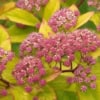 Tawuła Japońska Goldflame - Różowa Spiraea japonica 'Goldflame ' 4