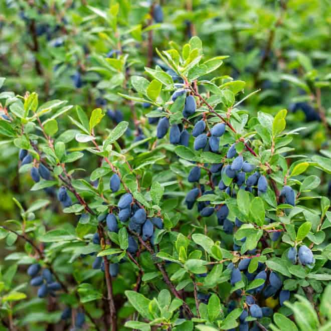 Jagoda kamczacka DUET - Soczyste i zdrowe owoce Lonicera caerulea L. var. kamtschatica 'DUET ' 6