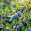 Jagoda kamczacka ZOJKA - SŁODKA ODMIANA Lonicera caerulea L. var. kamtschatica 'ZOJKA ' 6