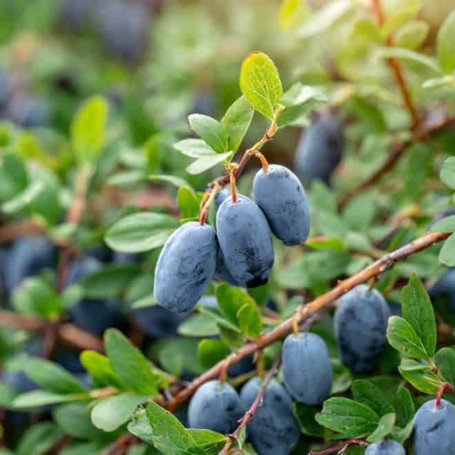 Jagoda kamczacka ZOJKA - SŁODKA ODMIANA Lonicera caerulea L. var. kamtschatica 'ZOJKA ' 6
