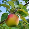 Jabłoń KRONSELSKA - smaczna i stara odmiana! Malus KRONSELSKA 6