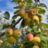 Jabłoń KRONSELSKA - smaczna i stara odmiana! Malus KRONSELSKA 5