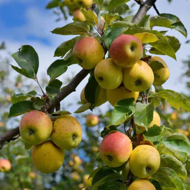 Jabłoń KRONSELSKA - smaczna i stara odmiana! Malus KRONSELSKA 5