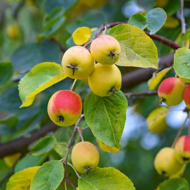 Jabłoń KRONSELSKA - smaczna i stara odmiana! Malus KRONSELSKA 3