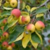 Jabłoń KRONSELSKA - smaczna i stara odmiana! Malus KRONSELSKA 4