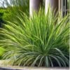 Turzyca Palmowa Lady Sunshine - unikatowe liście Carex muskingumensis 'Lady sunshine' 4