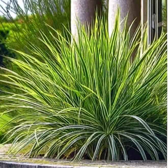 Turzyca Palmowa Lady Sunshine - unikatowe liście Carex muskingumensis 'Lady sunshine' 4