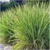 Turzyca Palmowa Lady Sunshine - unikatowe liście Carex muskingumensis 'Lady sunshine' 3