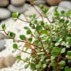 Mulenbekia (Muehlenbeckia)- delikatne pnącze Mulenbekia (Muehlenbeckia) 1