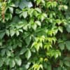 Winobluszcz pięciolistkowy Engelmanii- kolorowe pnącze Parthenocissus quinquefolia 'Engelmanii' 9