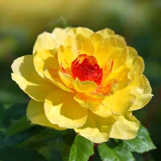 Róża okrywowa ORIENTA AYLIN - orientalna piękność Rosa Orient aylin 2