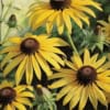 Rudbekia Goldsturm - Jasna odmiana Rudbeckia Goldsturm 1