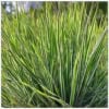 Turzyca Palmowa Lady Sunshine - unikatowe liście Carex muskingumensis 'Lady sunshine' 6