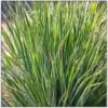 Turzyca Palmowa Lady Sunshine - unikatowe liście Carex muskingumensis 'Lady sunshine' 1