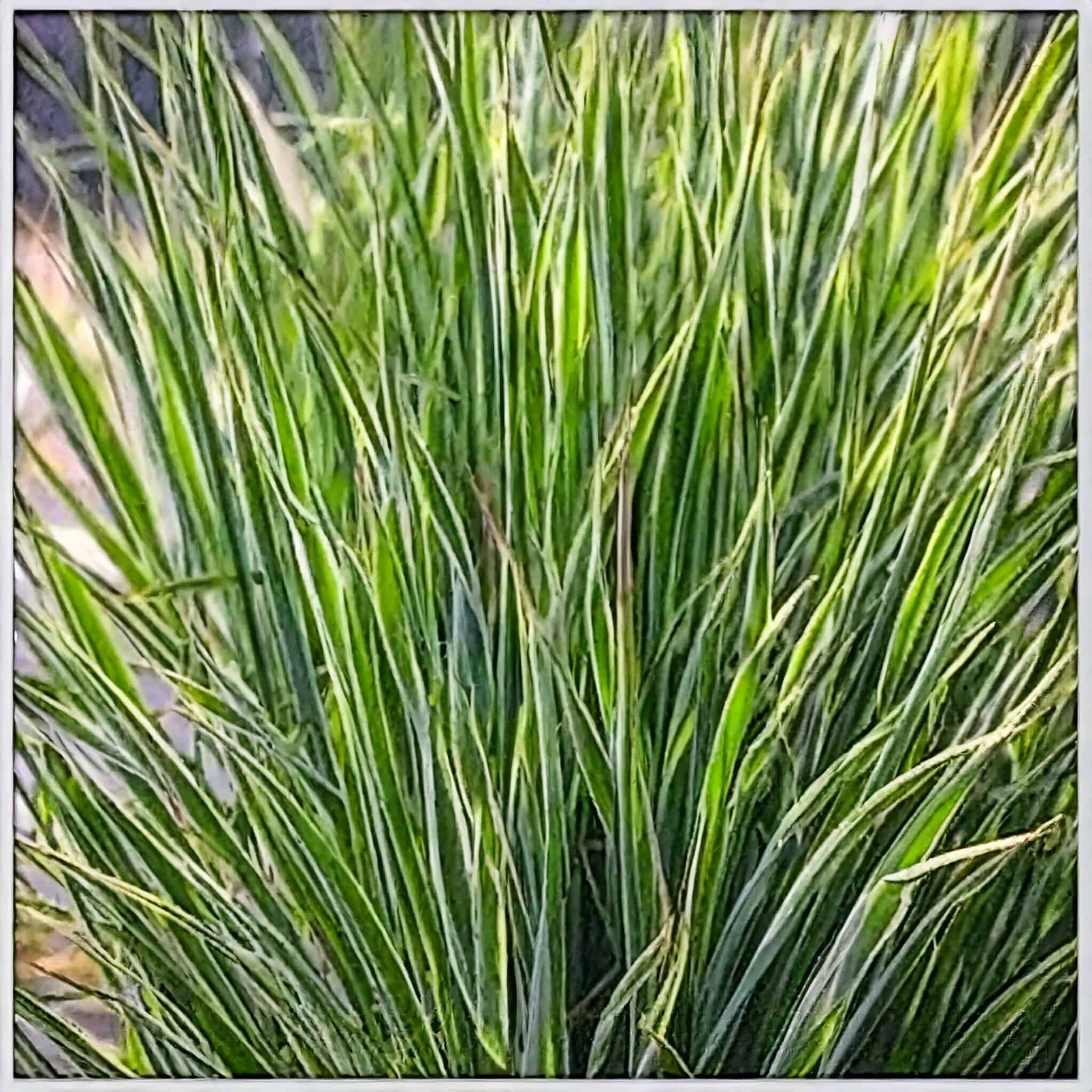 Turzyca Palmowa Lady Sunshine - unikatowe liście Carex muskingumensis 'Lady sunshine' 1