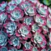 Rozchodnik Purpureum- sukulent na skalniak Sedum Purpureum 2