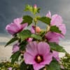 Ketmia syryjska hibiskus Woodbridge - Różowa z czerwonym środkiem Hibiscus Woodbridge 6