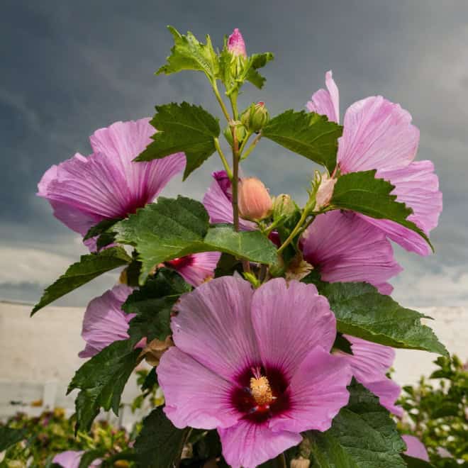 Ketmia syryjska hibiskus Woodbridge - Różowa z czerwonym środkiem Hibiscus Woodbridge 6