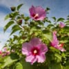 Ketmia syryjska hibiskus Woodbridge - Różowa z czerwonym środkiem Hibiscus Woodbridge 5