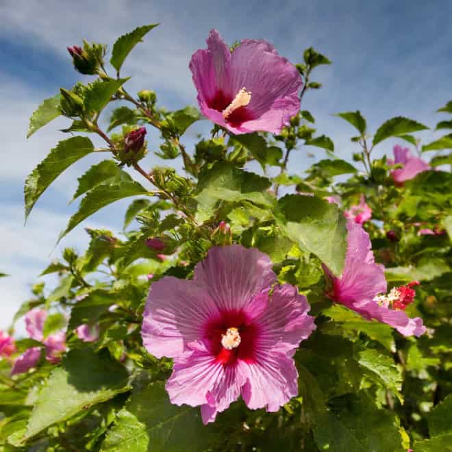 Ketmia syryjska hibiskus Woodbridge - Różowa z czerwonym środkiem Hibiscus Woodbridge 5