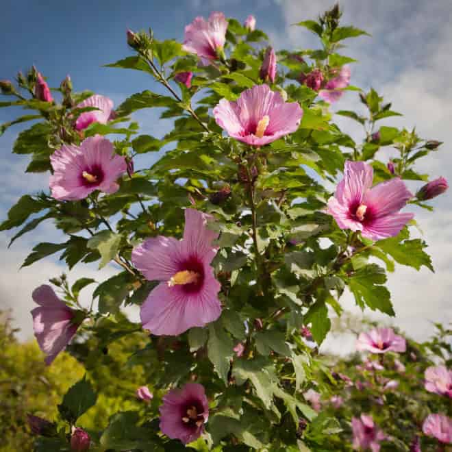 Ketmia syryjska hibiskus Woodbridge - Różowa z czerwonym środkiem Hibiscus Woodbridge 7