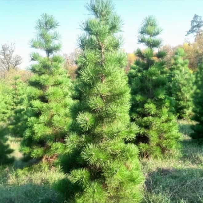 Sosna czarna "Pyramidalis" - Stożkowa i niespotykana Pinus nigra 'Pyramidalis' 4