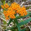 Trojeść bulwiasta - Ciekawa, mało spotykana bylina wieloletnia Asclepias tuberosa 3