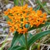 Trojeść bulwiasta - Ciekawa, mało spotykana bylina wieloletnia Asclepias tuberosa 4