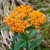 Trojeść bulwiasta - Ciekawa, mało spotykana bylina wieloletnia Asclepias tuberosa 1