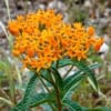 Trojeść bulwiasta - Ciekawa, mało spotykana bylina wieloletnia Asclepias tuberosa 5