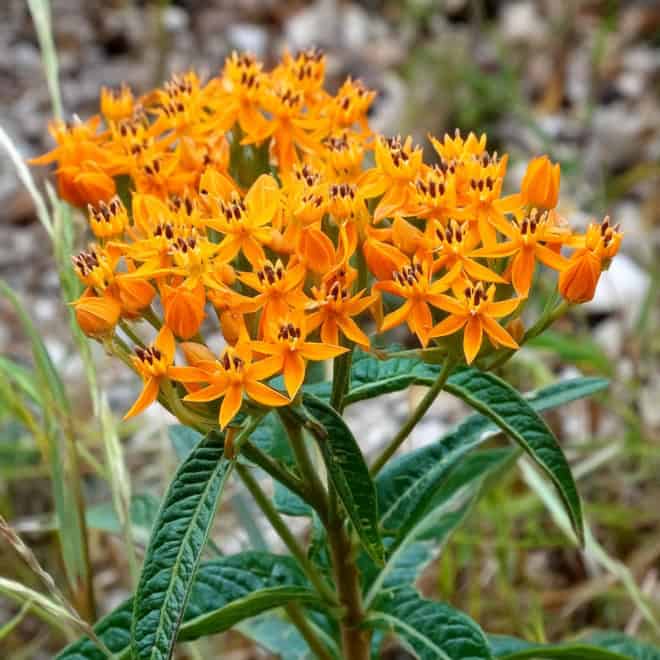 Trojeść bulwiasta - Ciekawa, mało spotykana bylina wieloletnia Asclepias tuberosa 5