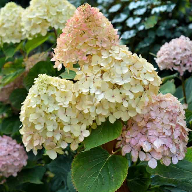Hortensja bukietowa 'Fraise Melba' Hydrangea paniculata 'Freise Melba' 4